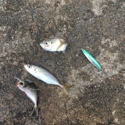 ジグサビキでアジとサバ